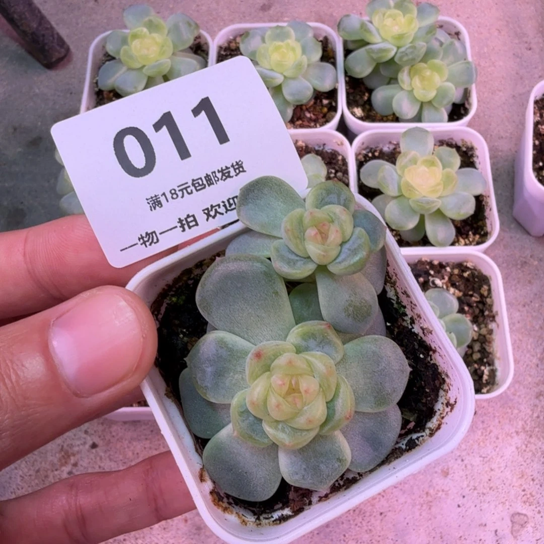甜心双头一物一拍011