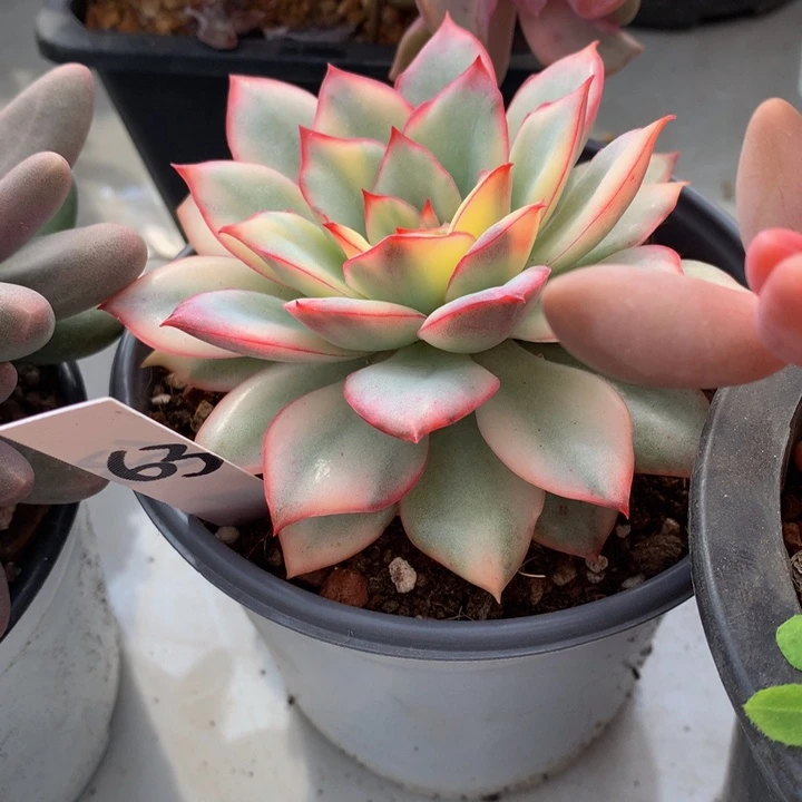 读肉哦哦自己误737377373