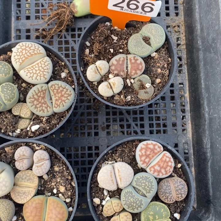 琪***）生石花等植物的生长266