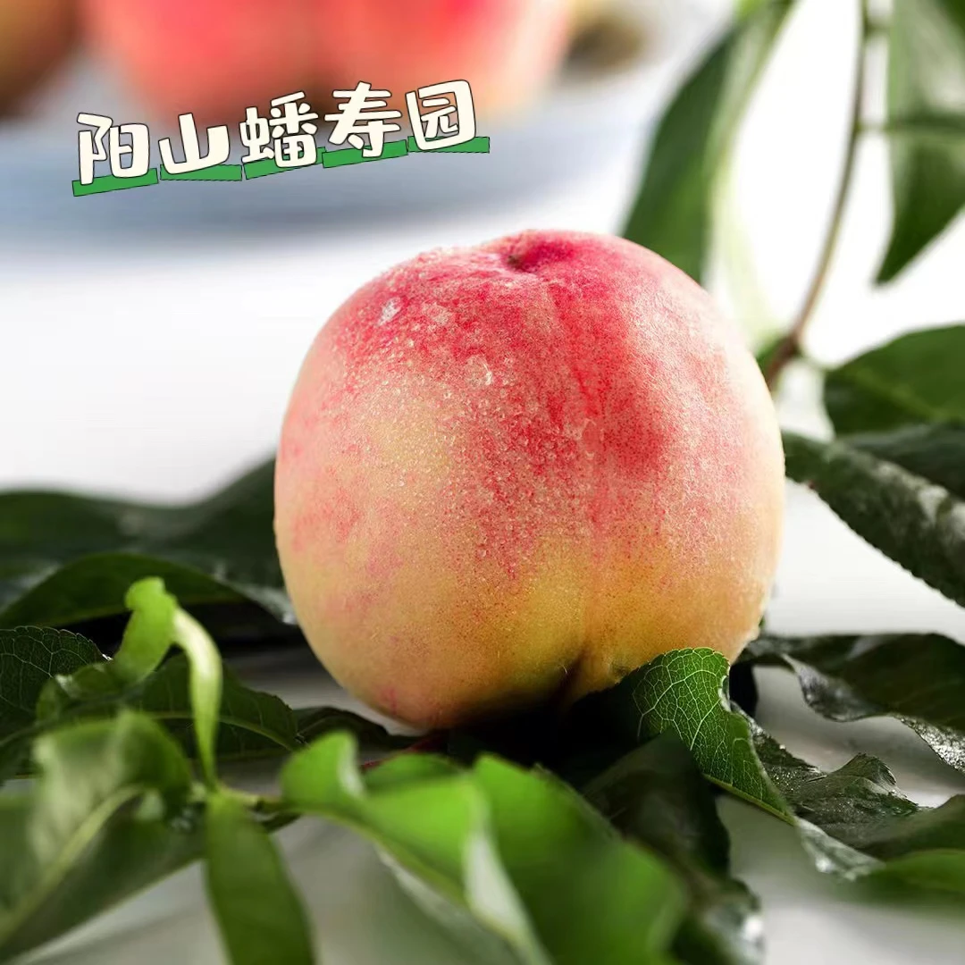头茬阳山水蜜桃现摘新鲜撕皮软甜爆汁自然熟露天生长