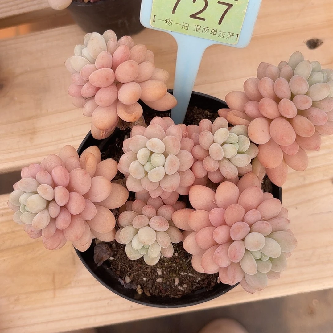 云尘多肉一物一拍 727,