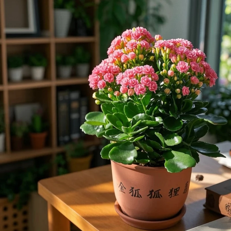 苗金丝雀新品盆栽绿植四季懒人金狐狸长寿花重瓣长寿花小苗大全