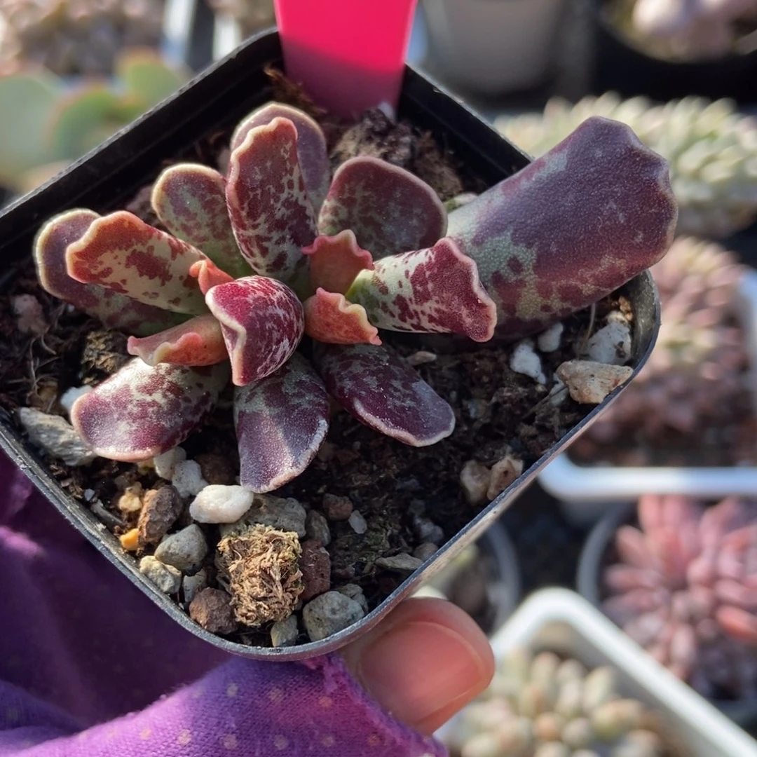 117紫酷博多肉植物