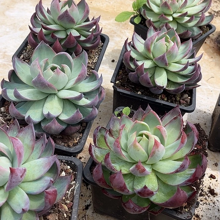 惊鸿仙子16.99多肉植物
