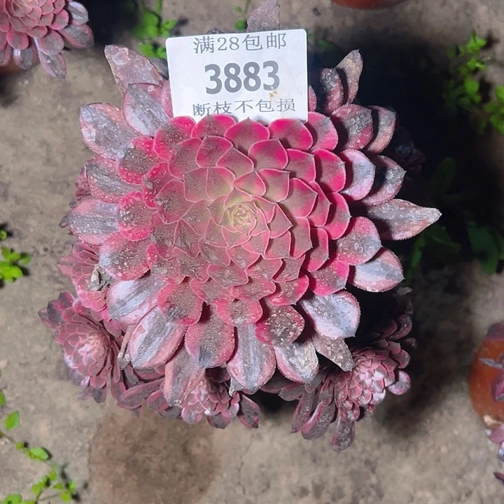 无花朵3883黑同白多肉植物