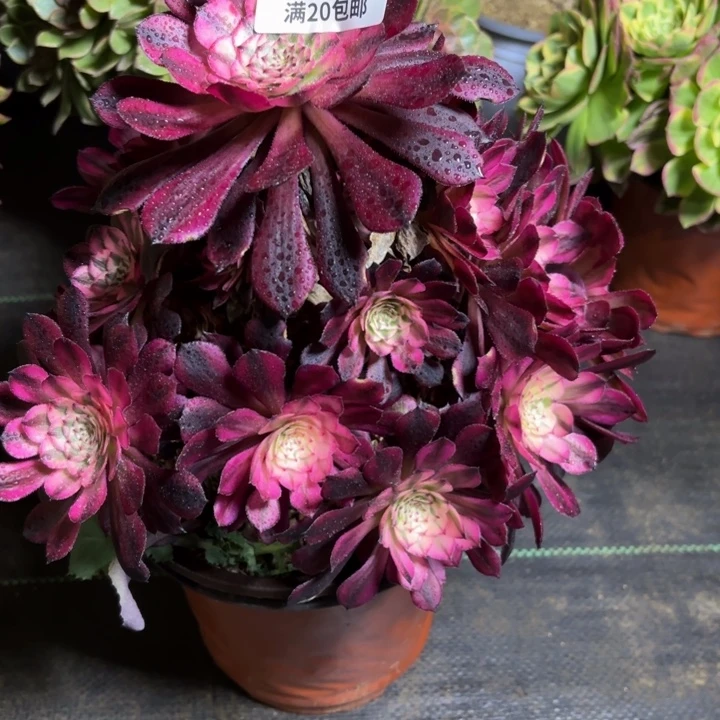 瑞妈一物一拍165有断枝