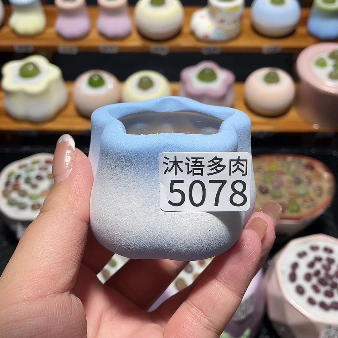 一***泡带盆土植物 一物一拍5078