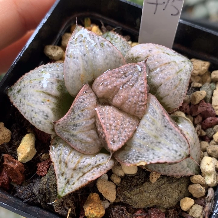 泰姬陵带盆土发货