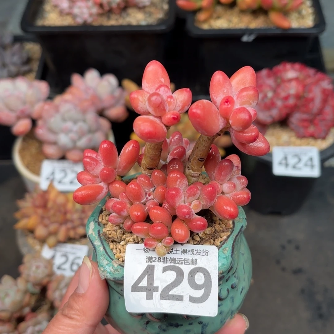 樱花奶整群无盆土发货