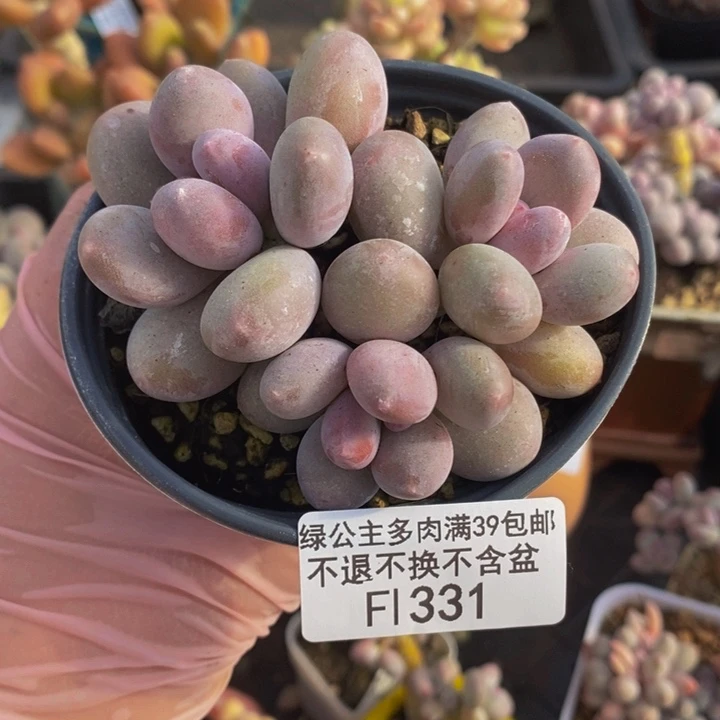 蛋黄奶7cm331多肉植物