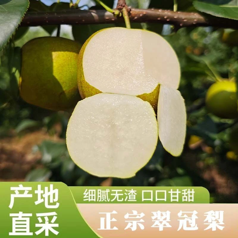 【张队长专属】农家自种现摘翠冠梨青皮梨脆酥甜多汁