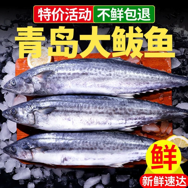 新鲜冷冻马鲛鱼船冻燕尾鱼顺丰包邮冷链发货