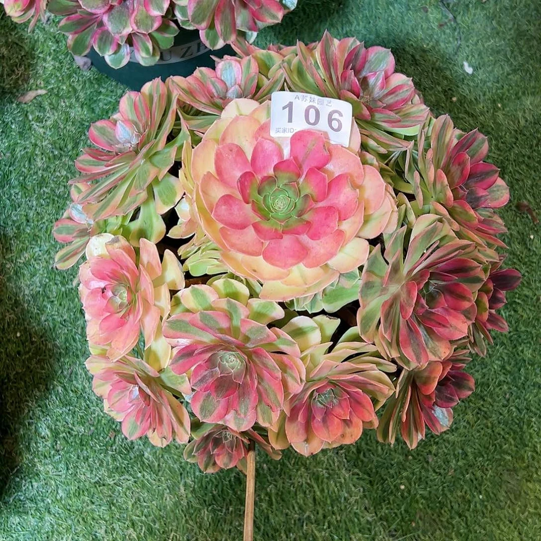 无花朵106雨荷法师
