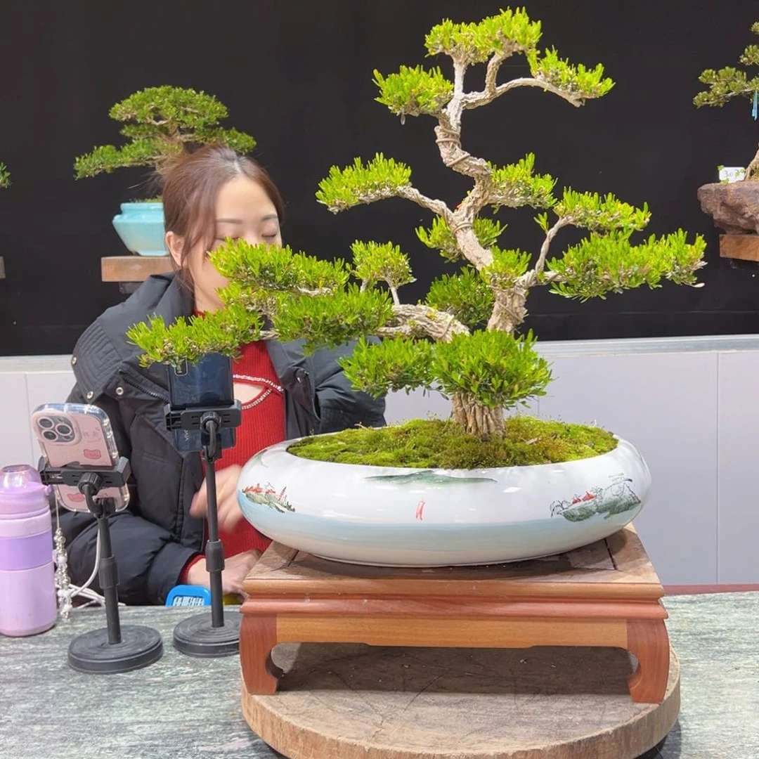 四季常青老桩黄杨盆景