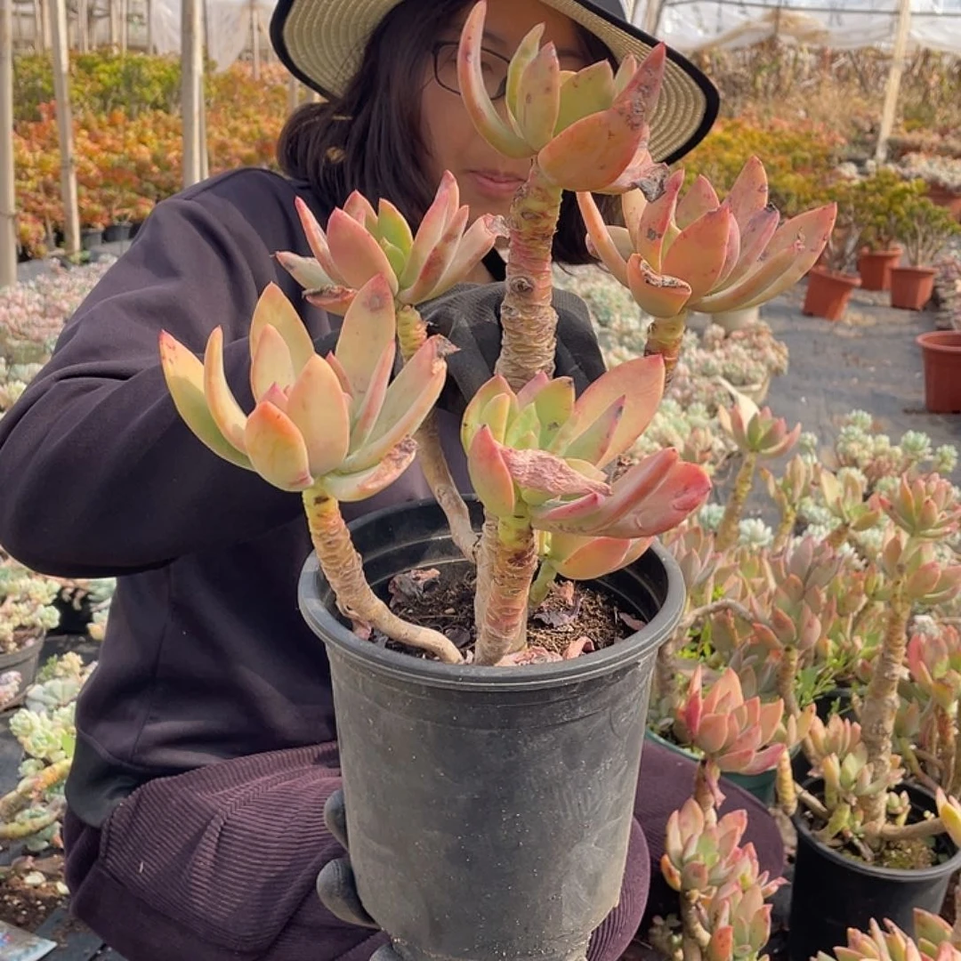 芒果美人9.9米量拍多肉