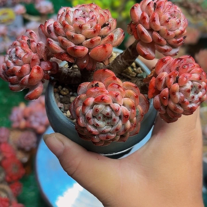 粉爪老桩多肉一颗