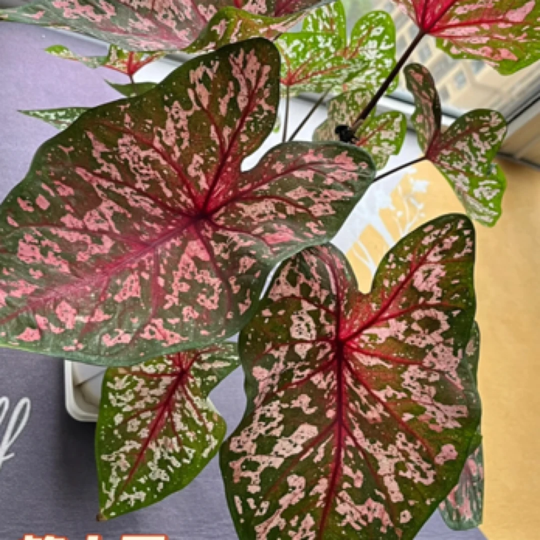 【油画·彩叶芋】热植耐热种球多年生绿植盆栽室内