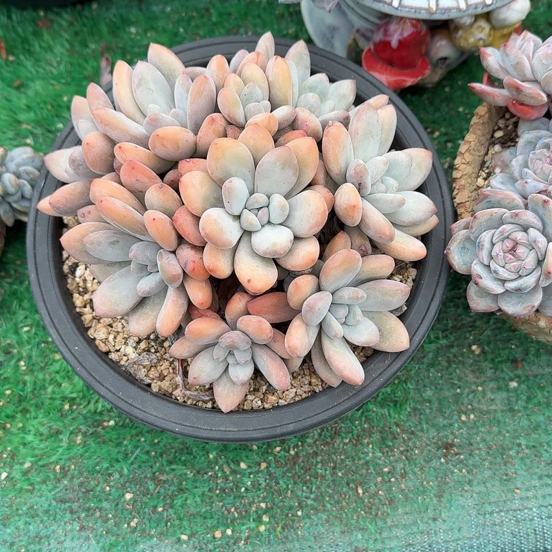 香水多肉植物呀呀呀