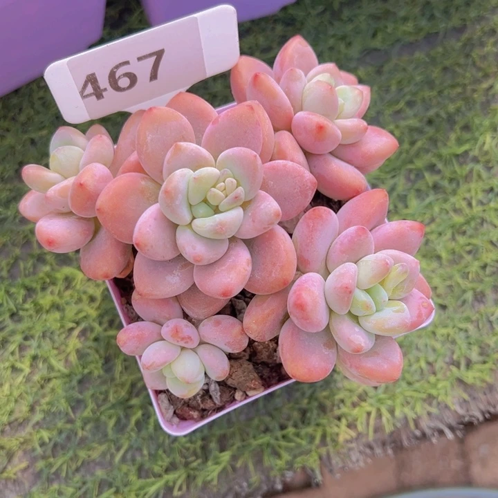 健健康康平平安安