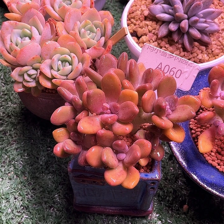 小*娜我是第一百个为妖刀应援的阴阳桃花