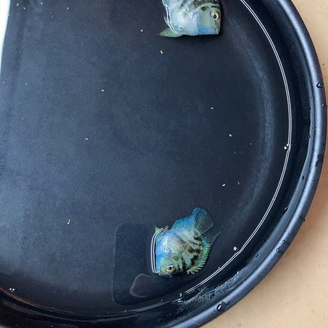 海水鱼宝蓝桃心一对