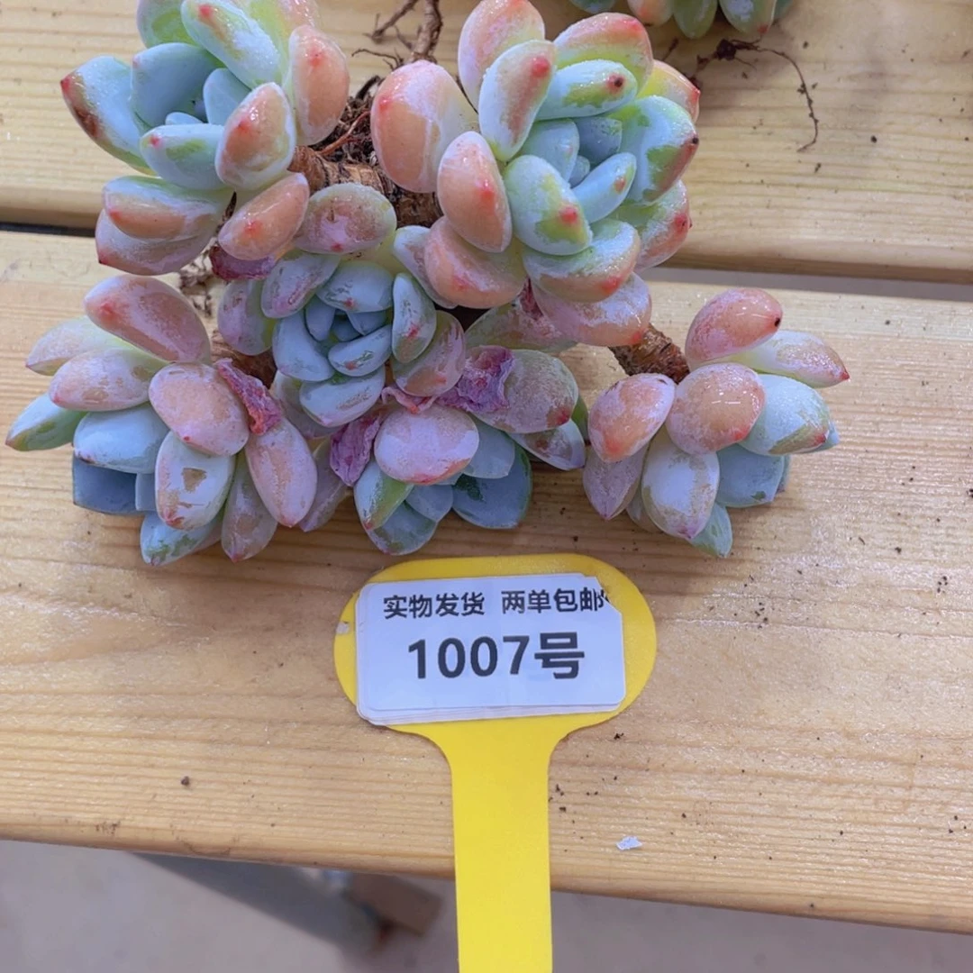 1007号 老桩冷香大群
