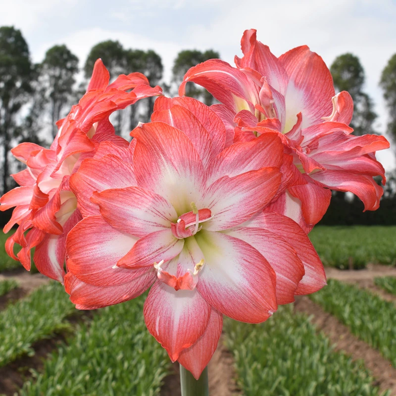 蒂拉梦露 秘鲁进口朱顶红种球 圃朗特园艺粉色重瓣室内外盆栽阳台