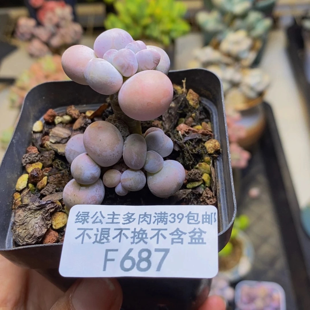 687橙奶多肉肉4cm