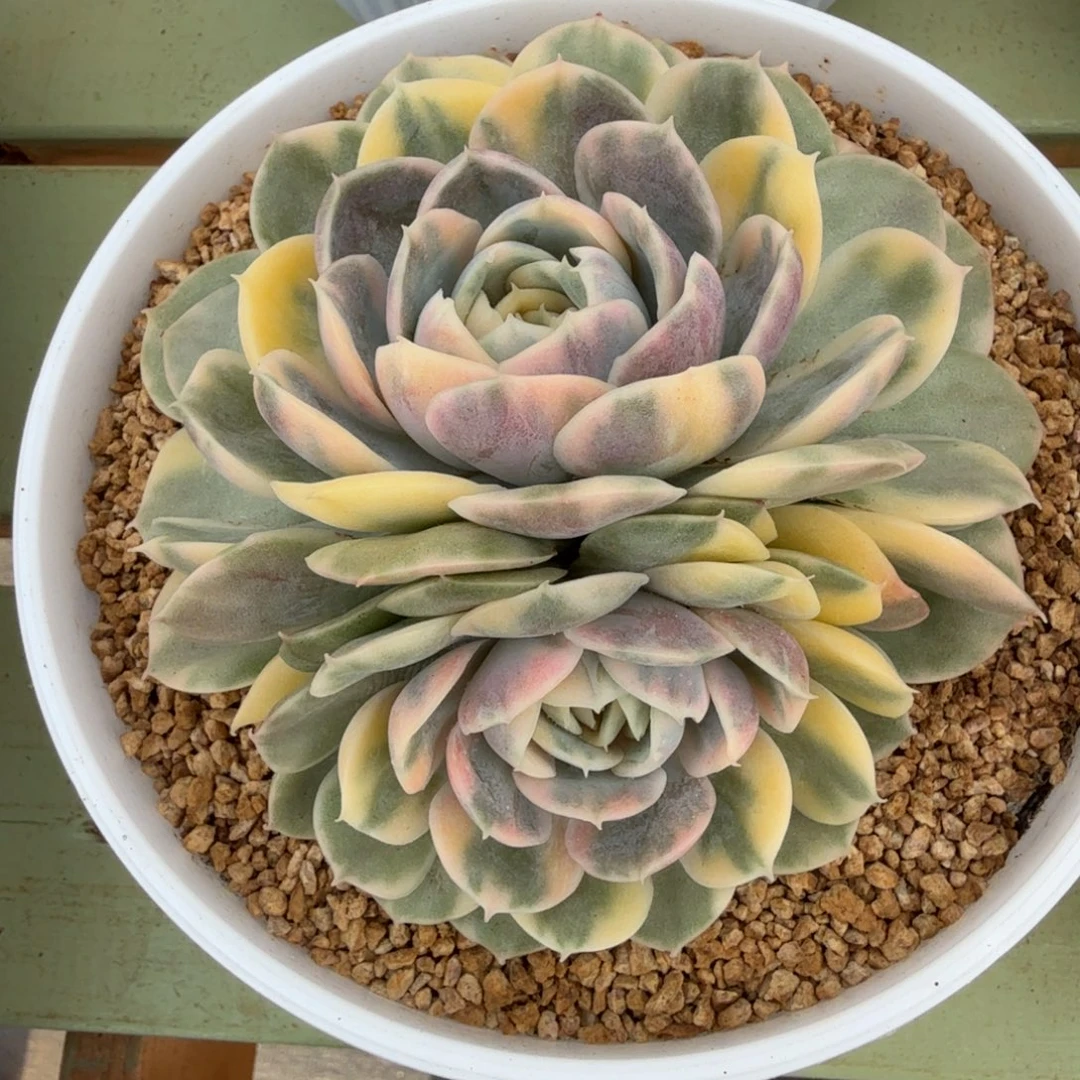 盛***荷绿体昂斯诺锦锦上园艺一物一拍