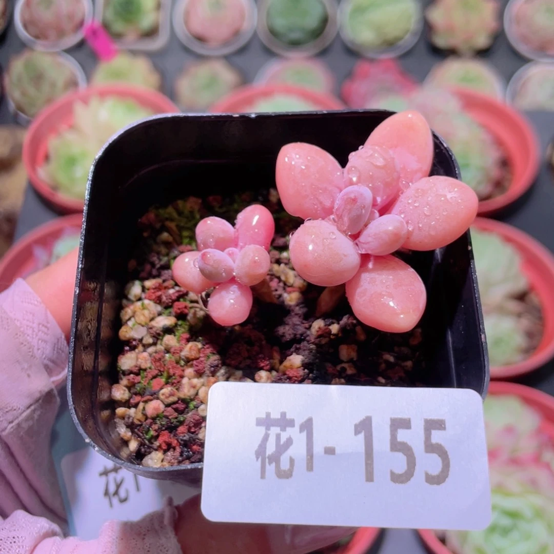 花利美1-155桃蛋