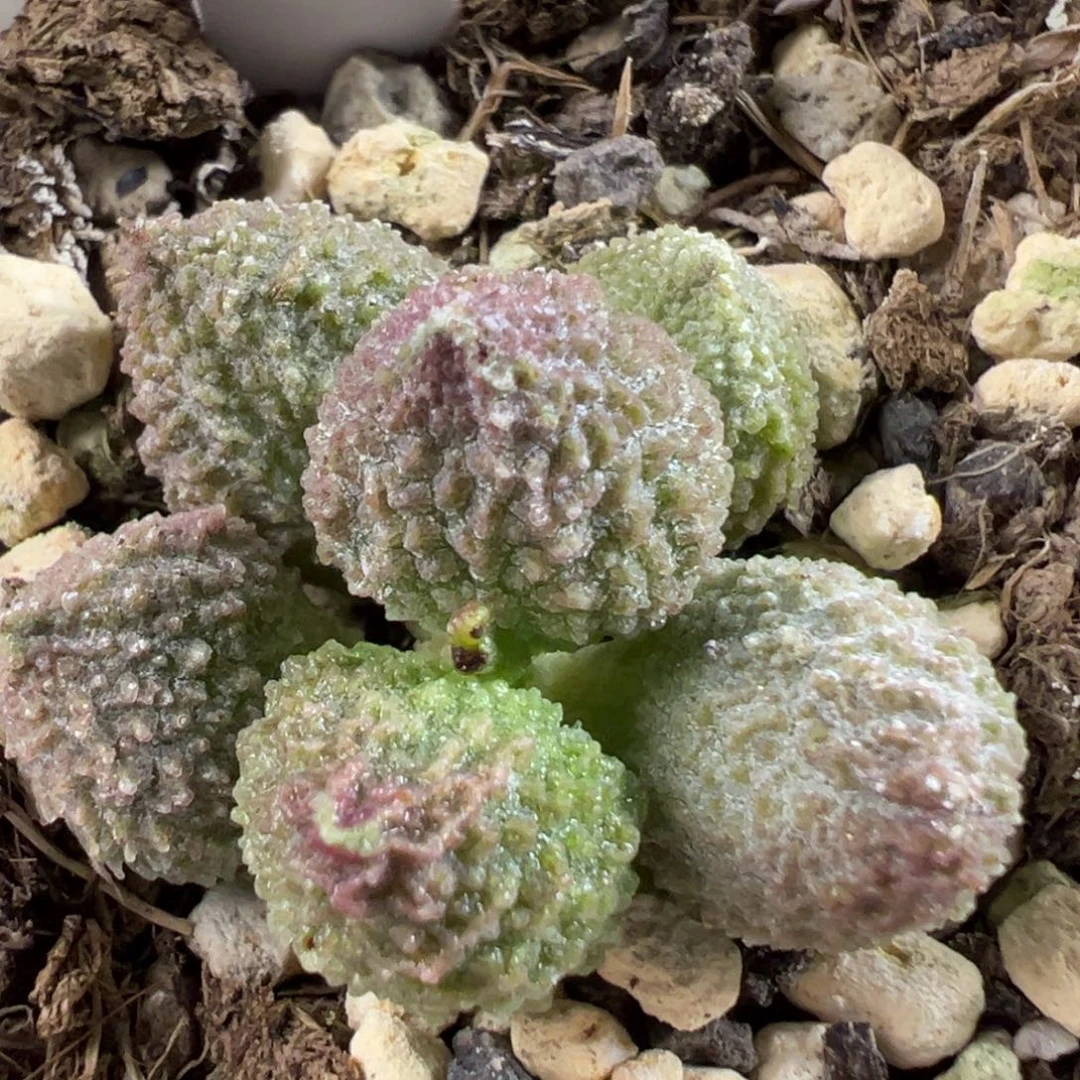 w丸叶翠绿石多肉植物水泡