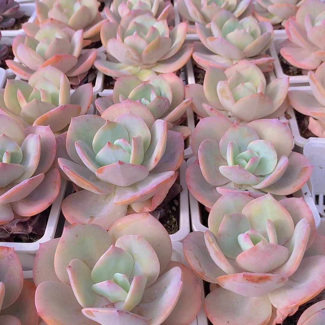 白凤45789990000000000