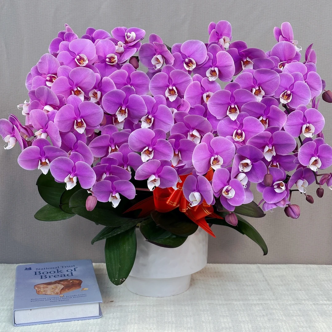 幸福花舍蝴蝶兰【小安娜】欧洲进口花送人送礼乔迁新居蝴蝶兰盆栽