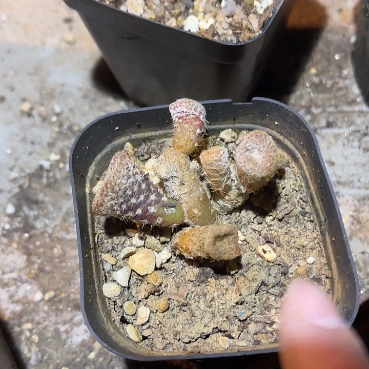 满38包邮，年后脱土晾根发货多肉