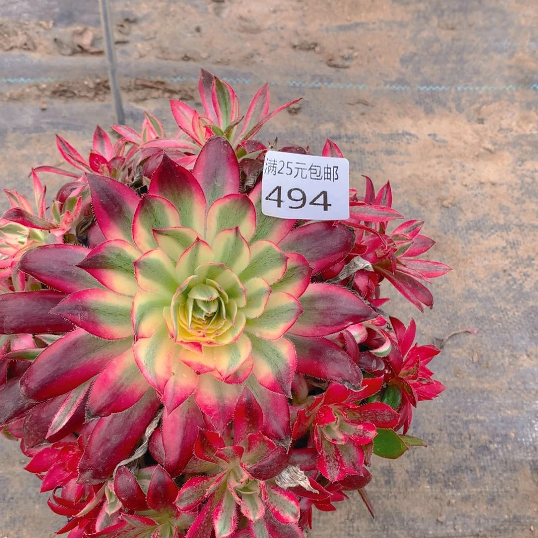494朱雀变异多肉植物老桩