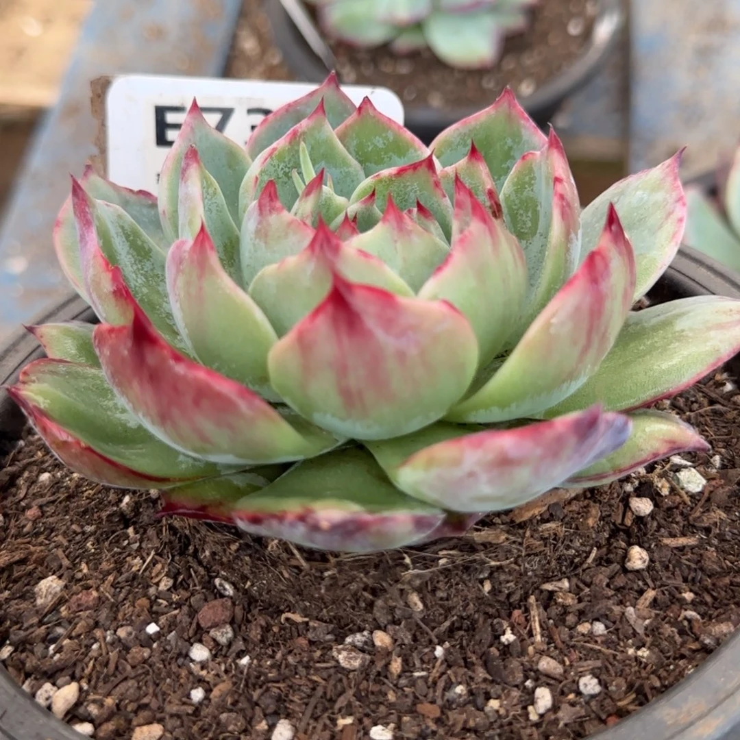 惊鸿一物一拍包装收缩花旱735