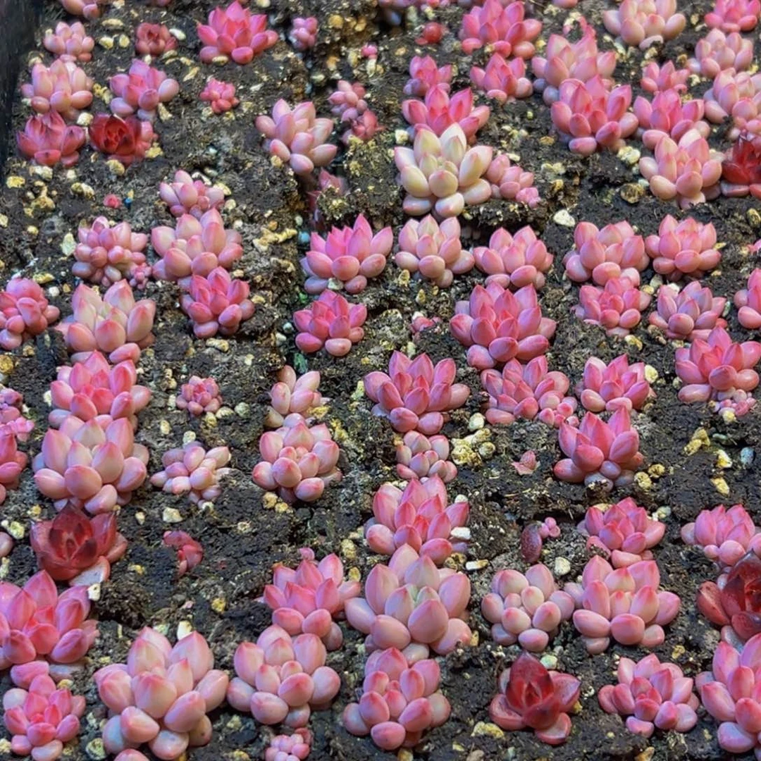 墨***渔886多肉葡萄的价格也在不断