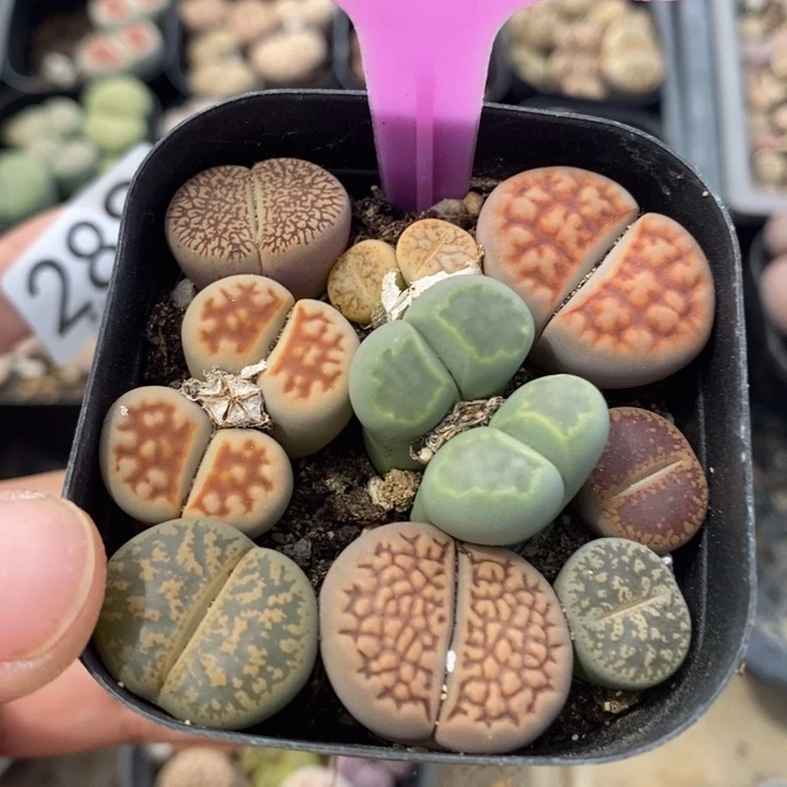 ****✮生石花等植物的生长285