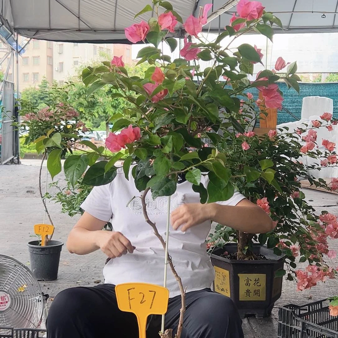 石***头大部分开放少量花苞F27暗夕