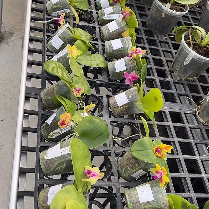 完全开放特价福利BKH22系列30选2颗不包花期不售后