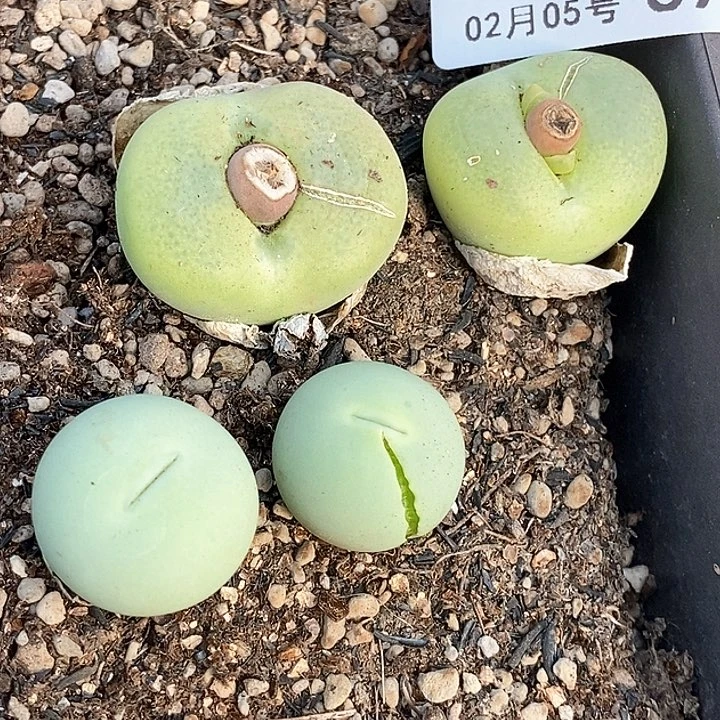 桃喜花园0205-69鸽子蛋