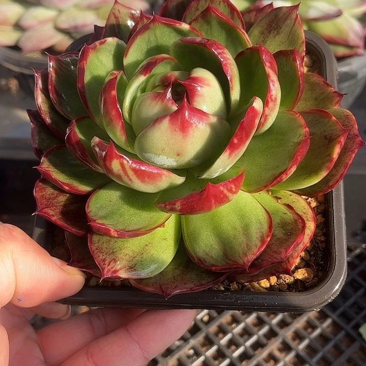 惊鸿仙子多肉植物6805