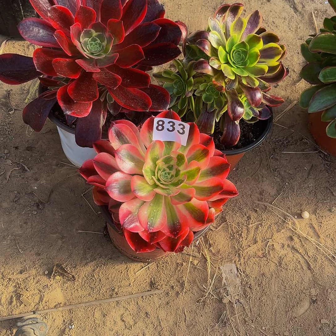 蝉*?多肉植物一物一拍3棵833