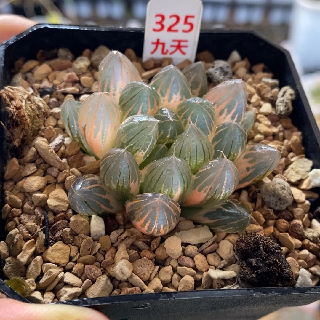 325号糊斑霓虹灯玉露锦