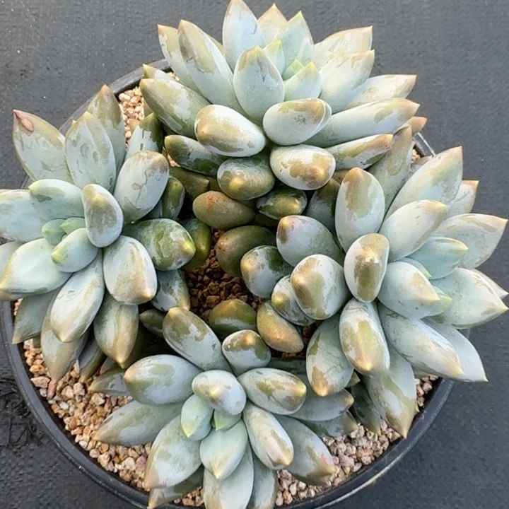 多肉植物哥特萝莉
