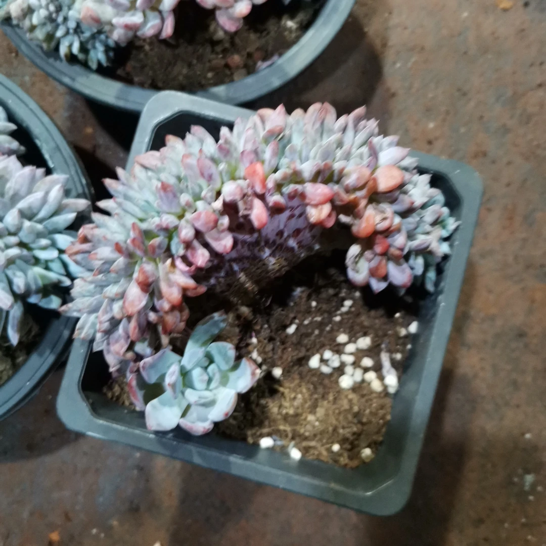 橙子缀三颗老桩一物一拍
