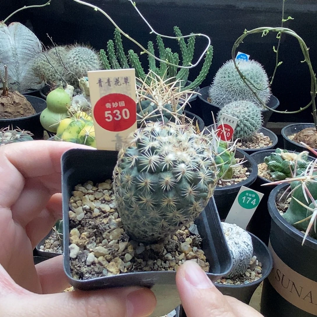 实生伊莎贝拉娇丽4cm