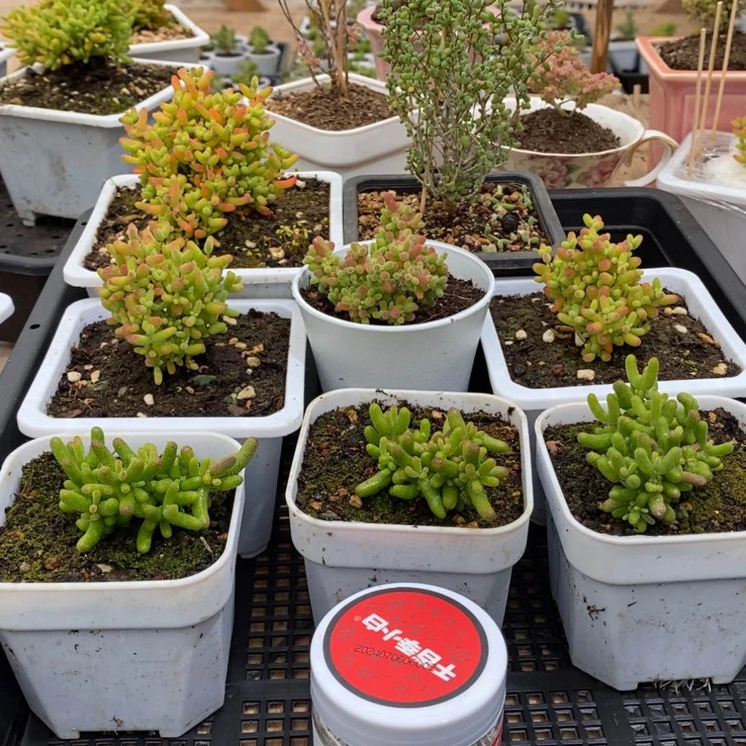 枝干番杏多肉植物136