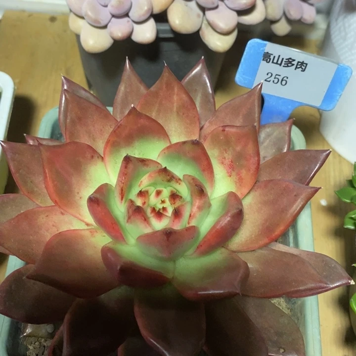 D256- 直播福利 菩萨