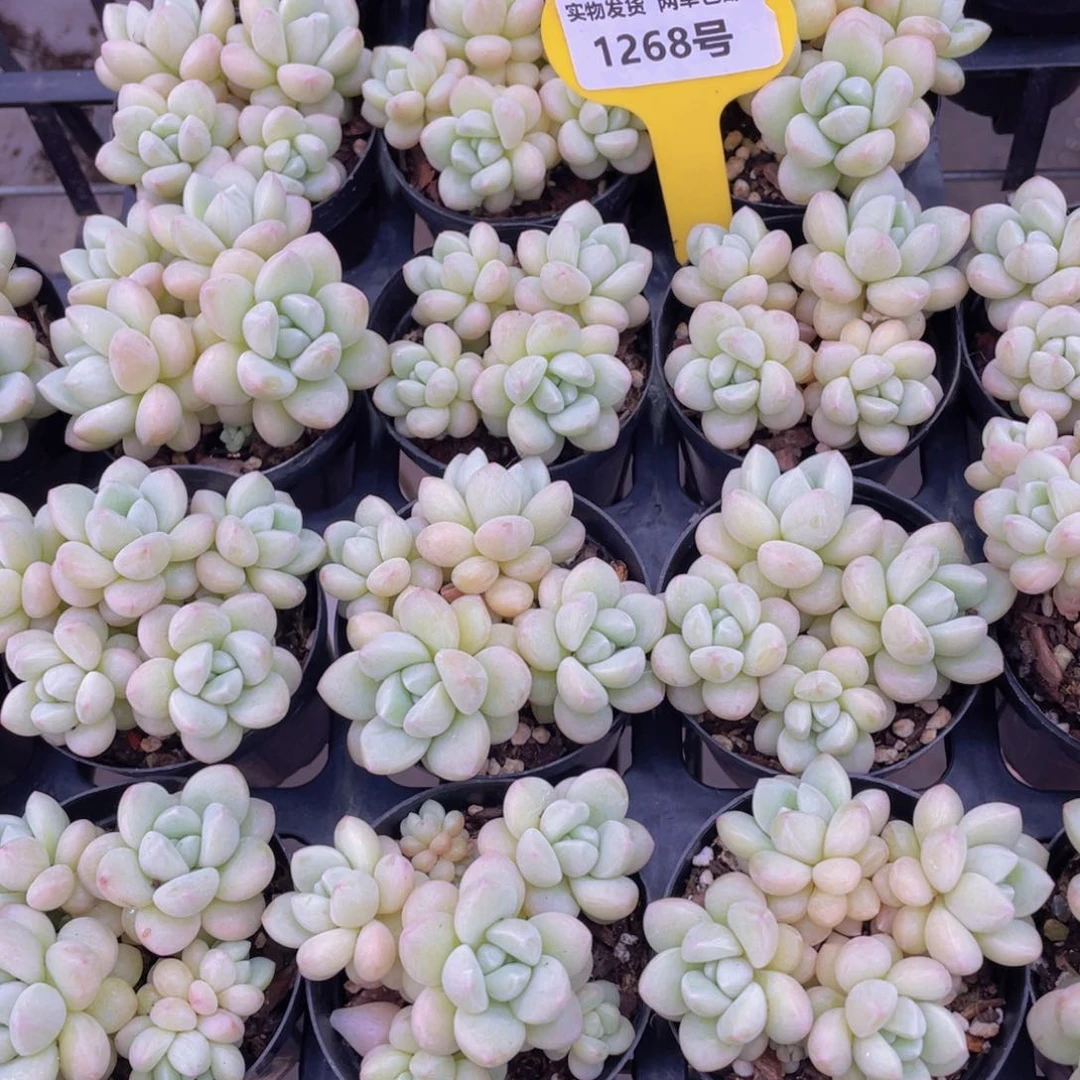 1268号 奶油泡泡糖多头群一个